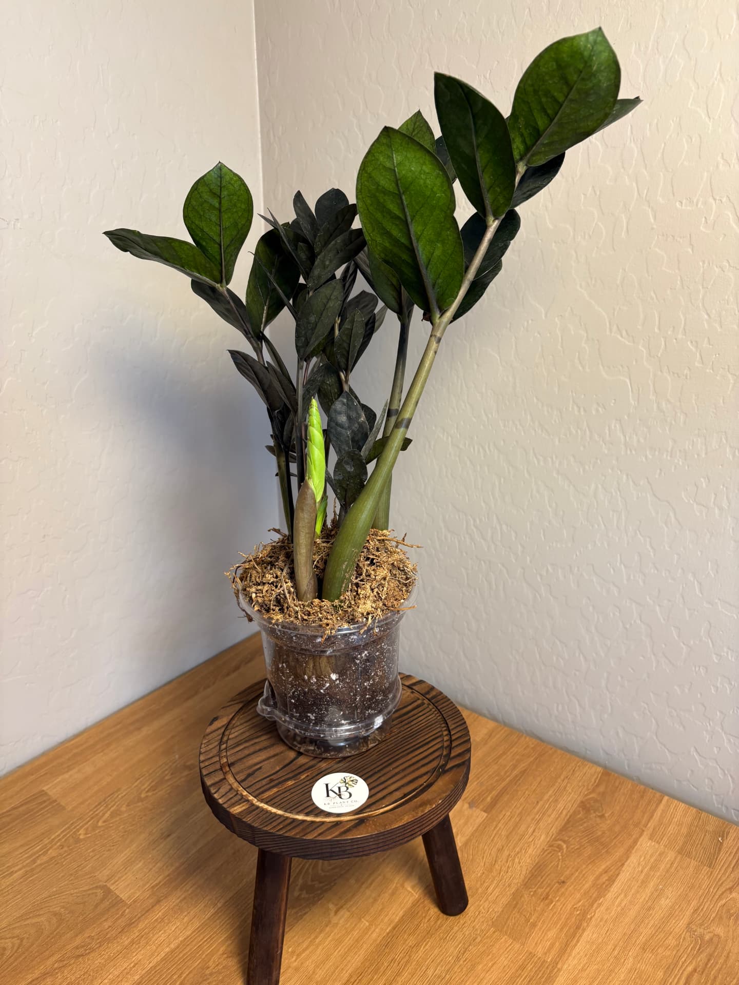 Black Raven ZZ Plant