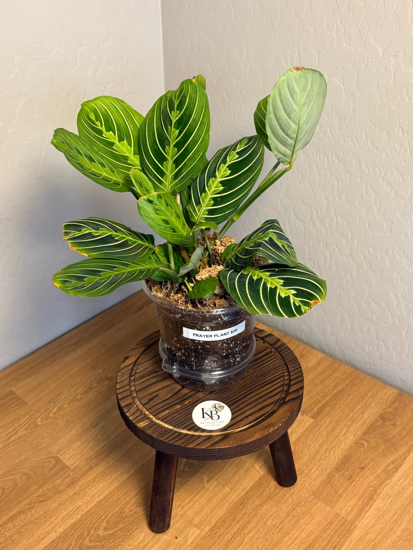 Prayer Plant