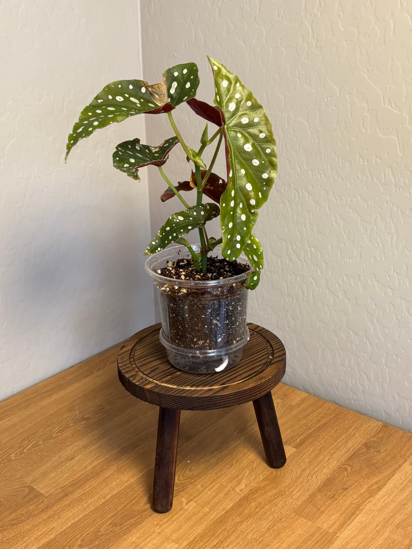 Polka Dot Begonia