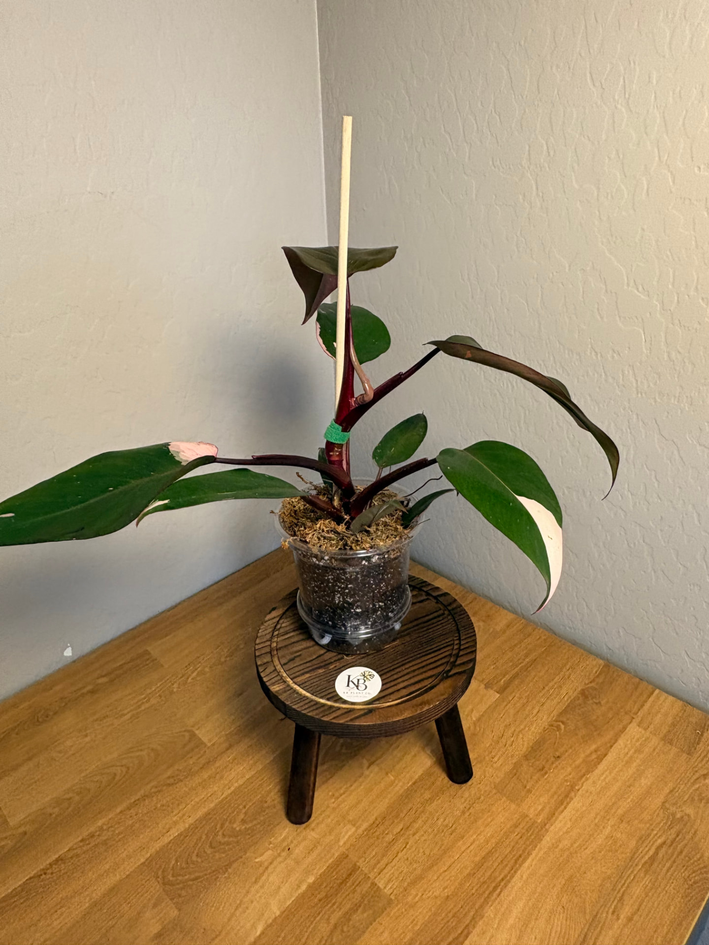 Philodendron Pink Princess