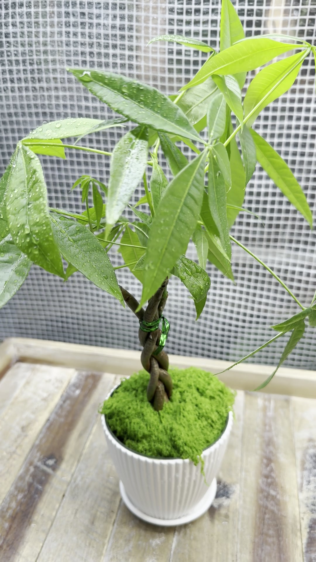 Braided Money Tree